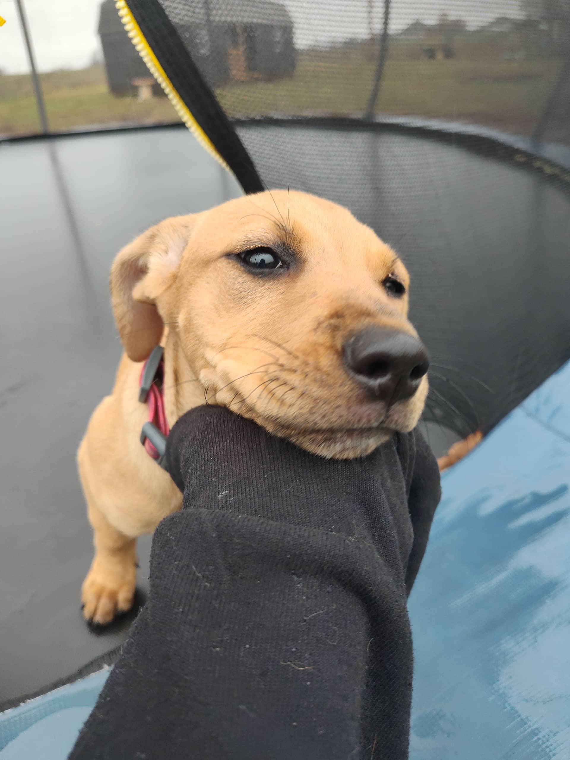 Enlarge Lilith, a Adoptable mixed breed in Columbia, MO image 5/5