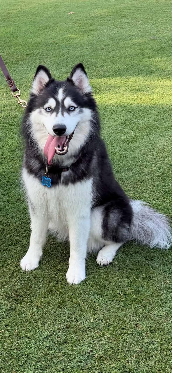 Luna Moon, Adoptable, Adult Female Siberian Husky.
