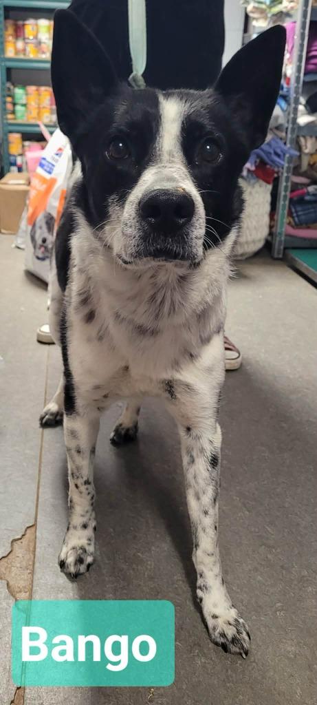 Enlarge Banjo, a Adoptable mixed breed in Richmond, IN image 1/3