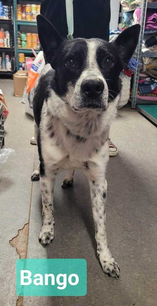 Enlarge Banjo, a Adoptable mixed breed in Richmond, IN image 2/3