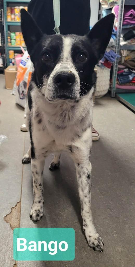 Enlarge Banjo, a Adoptable mixed breed in Richmond, IN image 3/3
