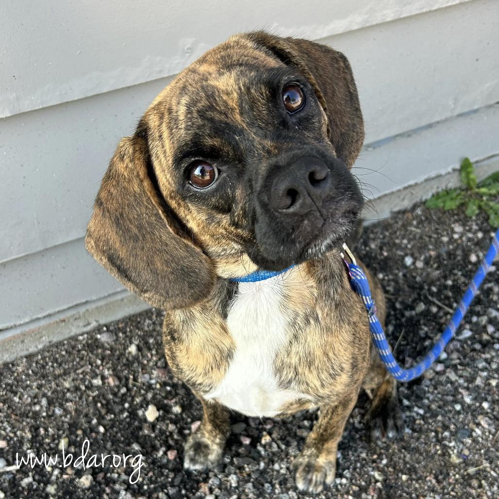 Whisky, Adoptable, Young Male Pug & Mixed Breed.