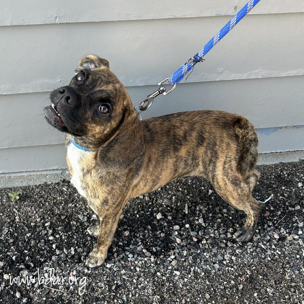 Whisky, a Adoptable mixed breed in Cheyenne, WY image 2/3