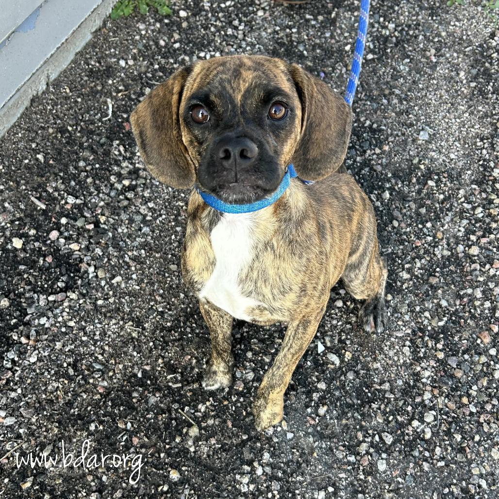 Whisky, a Adoptable mixed breed in Cheyenne, WY image 3/3