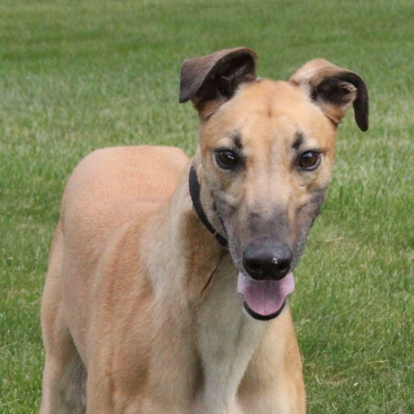 Enlarge Monkey, a Adoptable Greyhound in Goshen, IN image 1/1