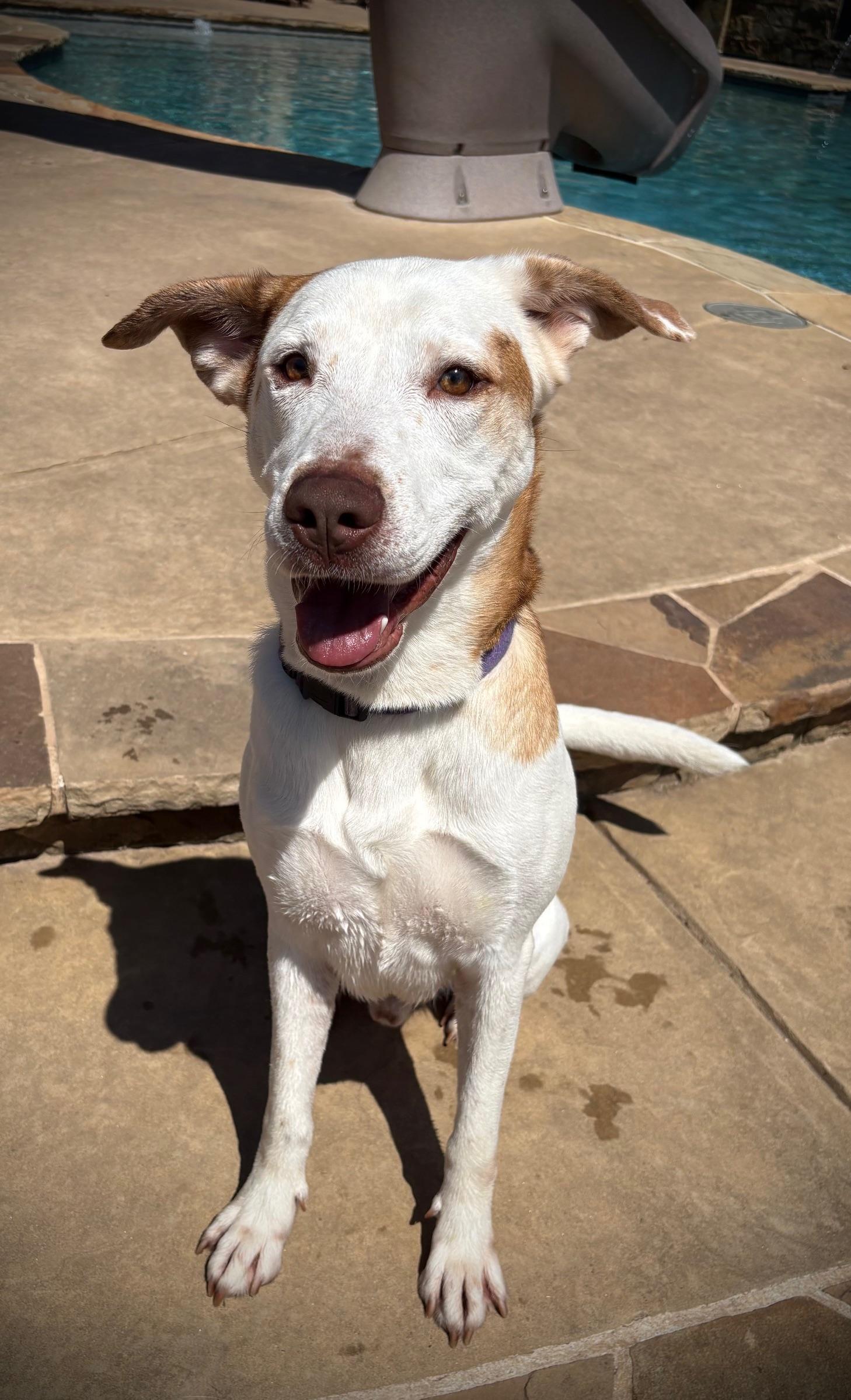 Labrador Retrievers for Adoption in Essex, Maryland | Petfinder