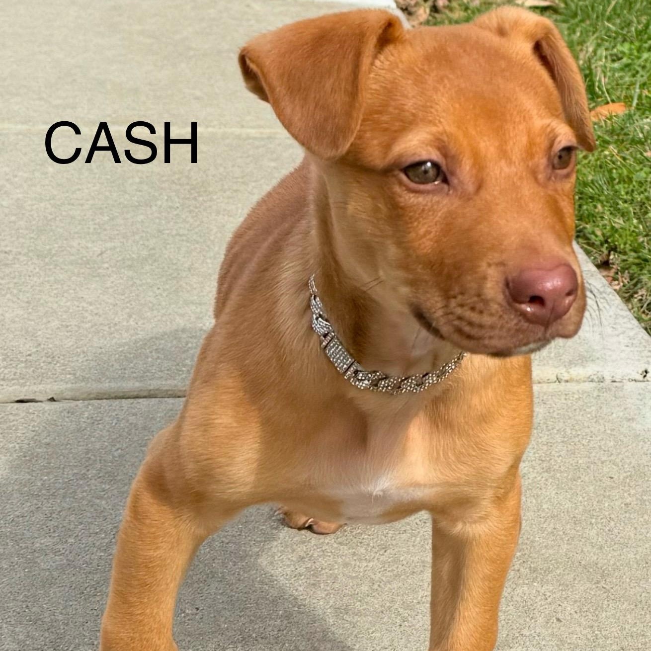CASH photo 6
