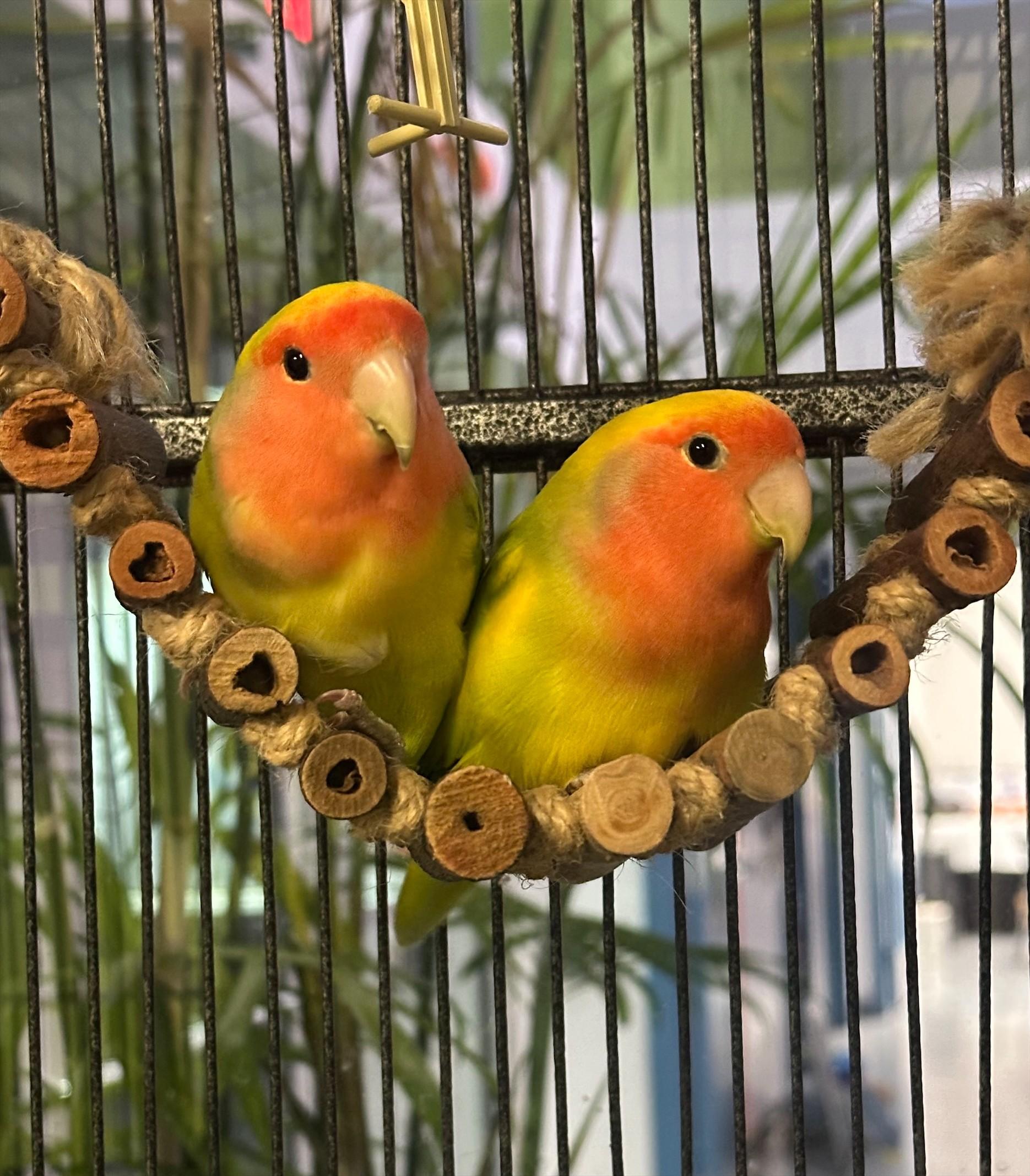 Skittles & Starburst, Adoptable, Young Unknown Lovebird.