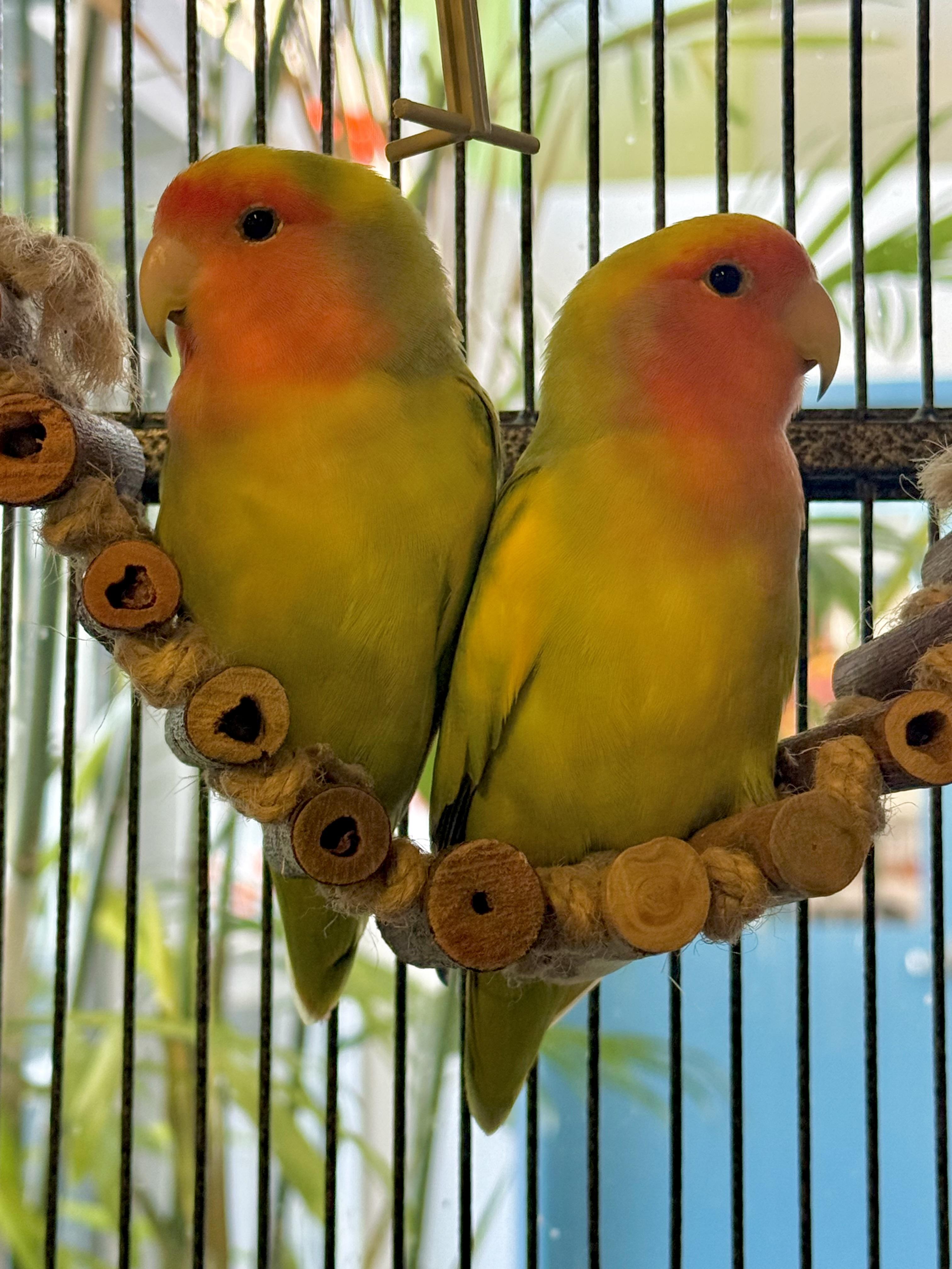 Enlarge Skittles & Starburst, a Adoptable Lovebird in Delta, BC image 2/2