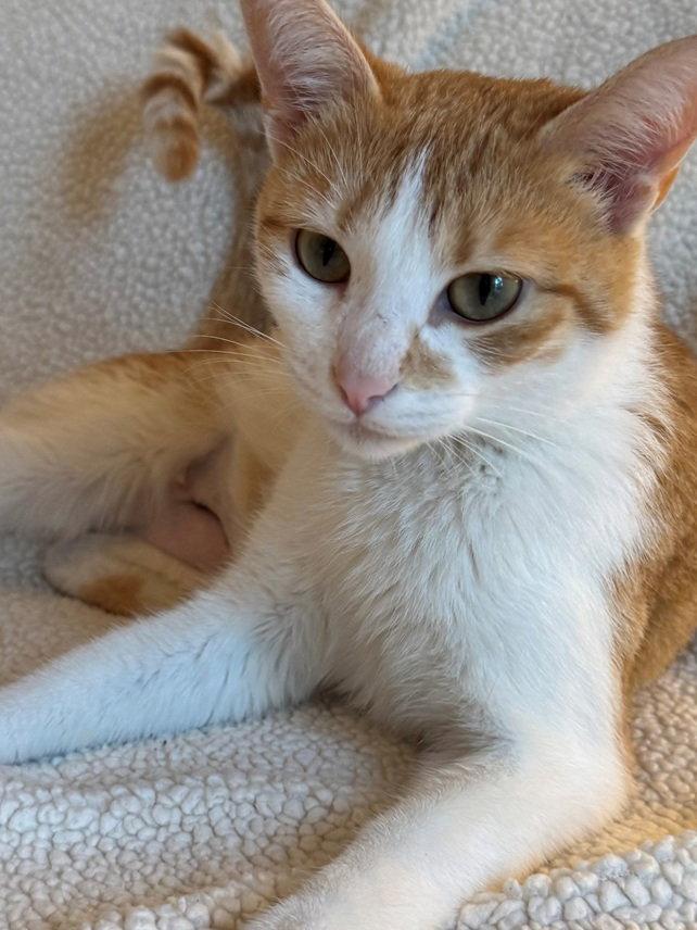 Liberty, Adoptable, Adult Female Domestic Short Hair & American Shorthair.