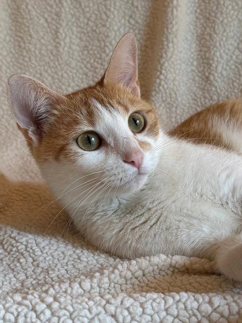Enlarge Liberty, a Adoptable mixed breed in Nashville, TN image 2/3