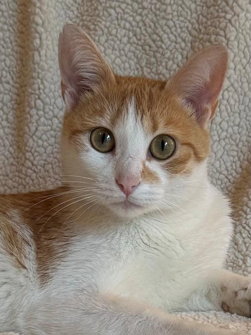 Enlarge Liberty, a Adoptable mixed breed in Nashville, TN image 3/3