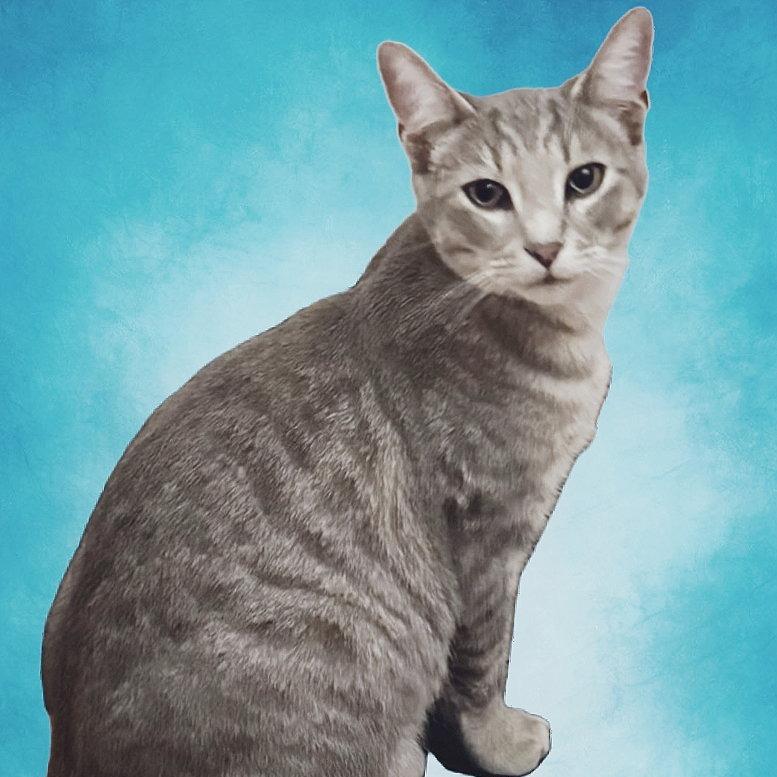 Orlando, Adoptable, Young Male Domestic Short Hair.