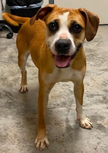 Enlarge Mustang Sally, a Adoptable mixed breed in Lampasas, TX image 1/3