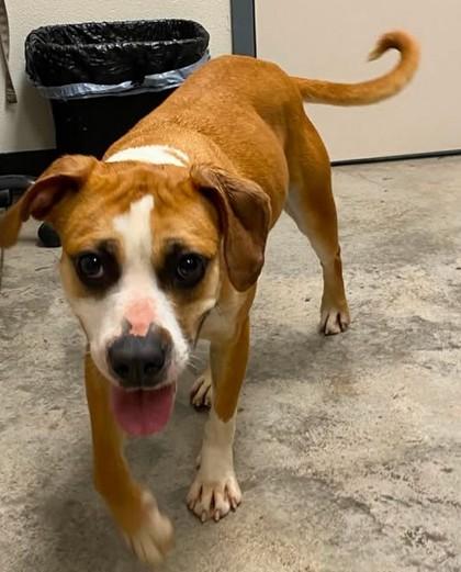 Enlarge Mustang Sally, a Adoptable mixed breed in Lampasas, TX image 2/3