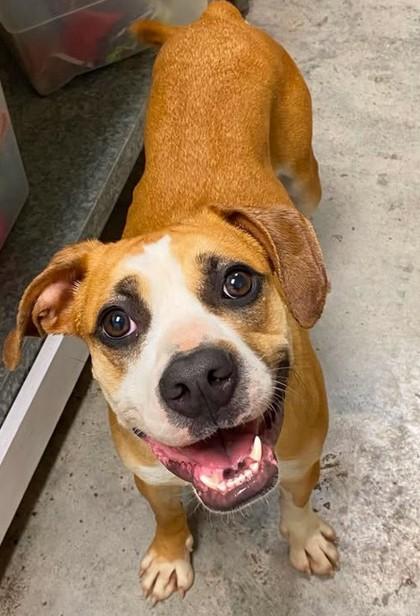 Enlarge Mustang Sally, a Adoptable mixed breed in Lampasas, TX image 3/3
