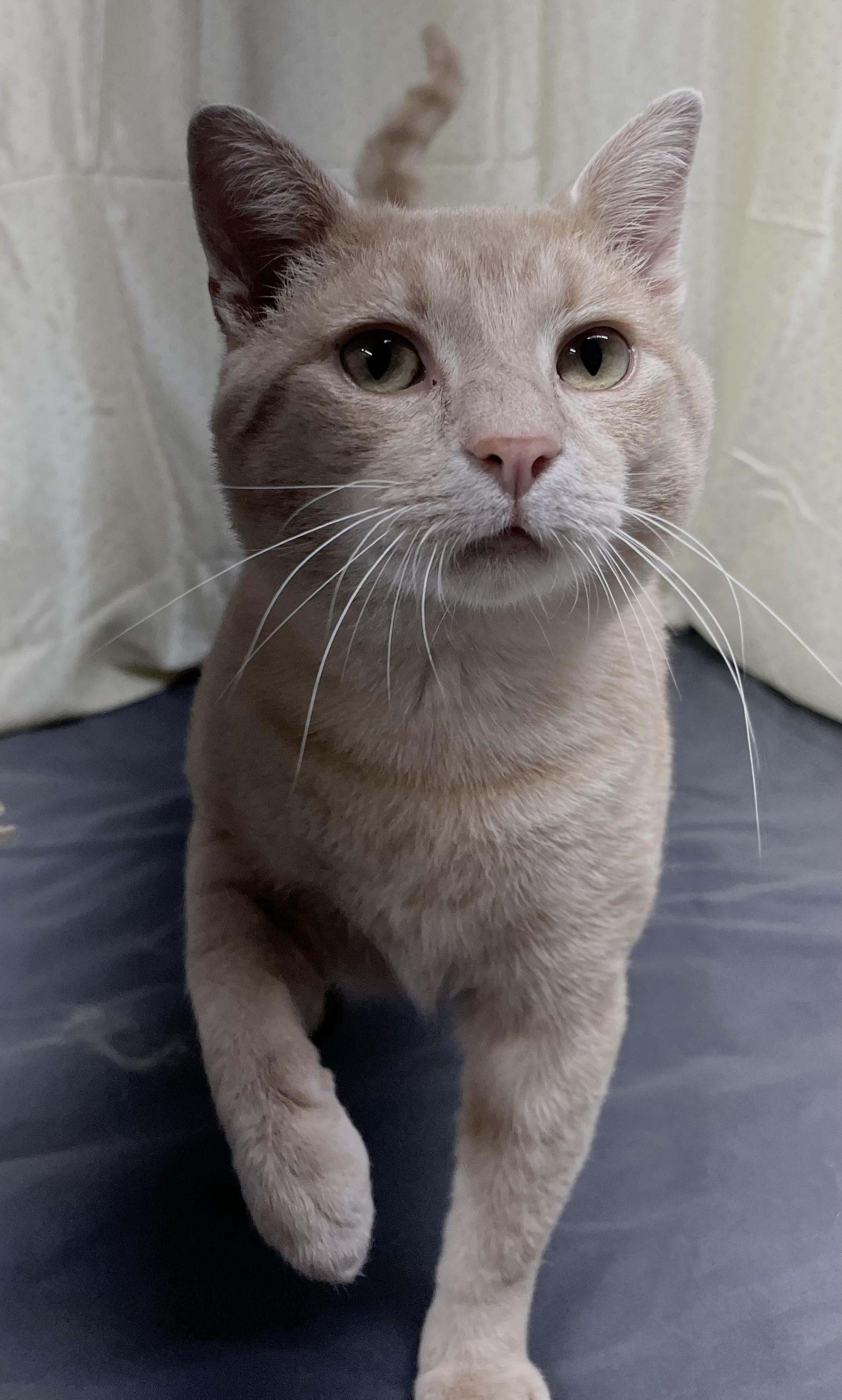 Enlarge Sunny, a Adoptable Domestic Short Hair in Upper Sandusky, OH image 2/5