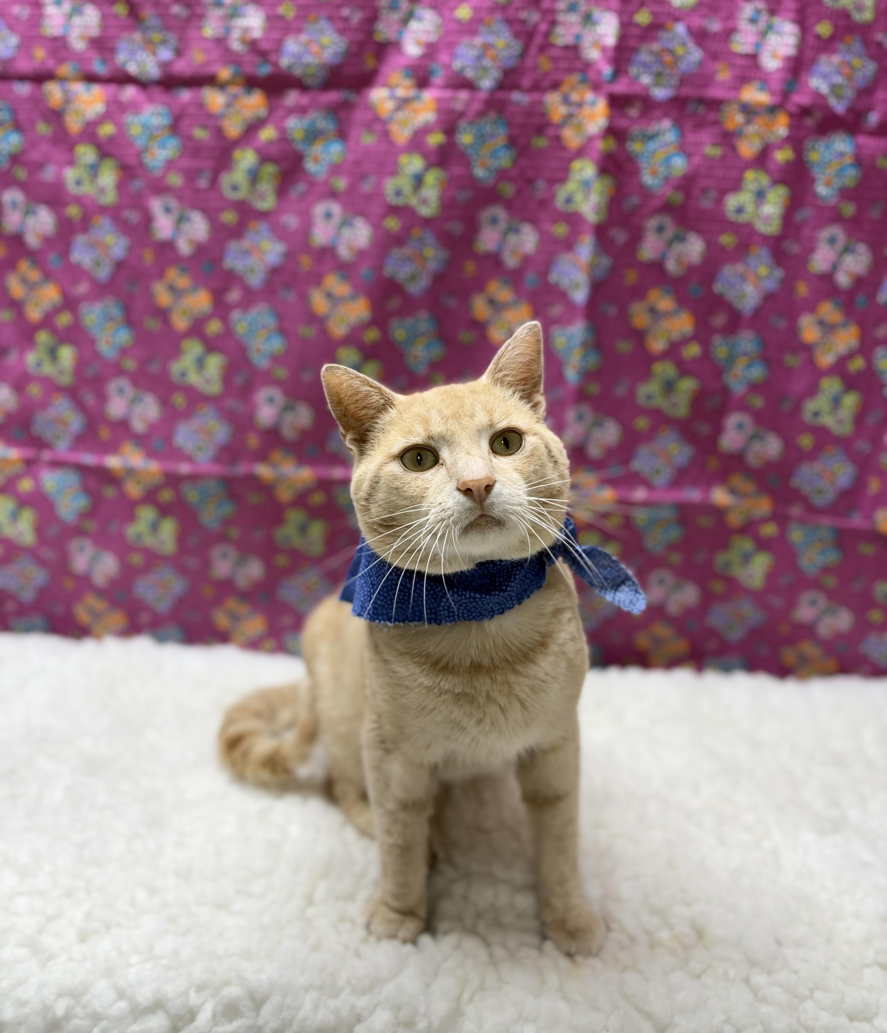 Enlarge Sunny, a Adoptable Domestic Short Hair in Upper Sandusky, OH image 3/5