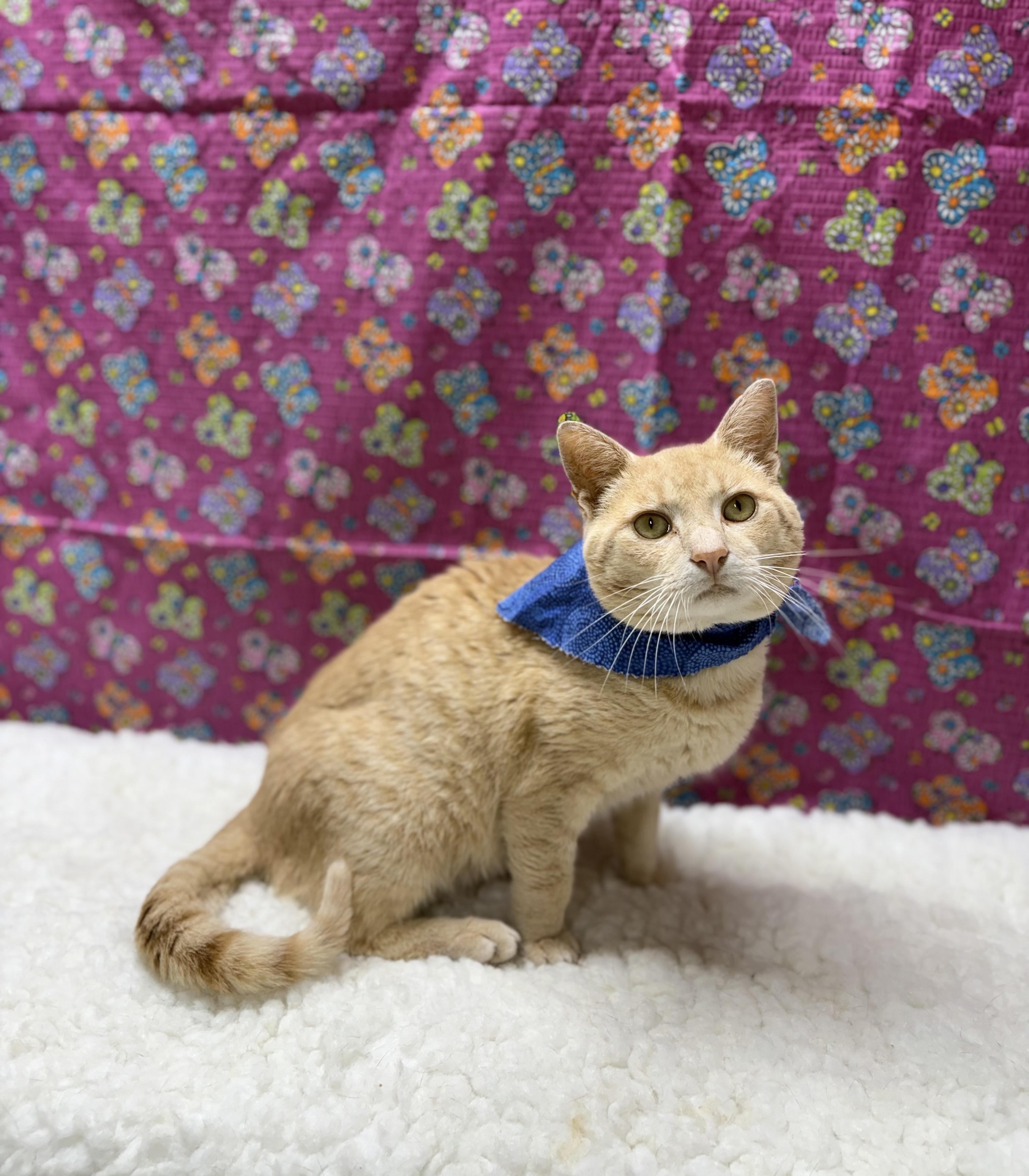 Enlarge Sunny, a Adoptable Domestic Short Hair in Upper Sandusky, OH image 5/5