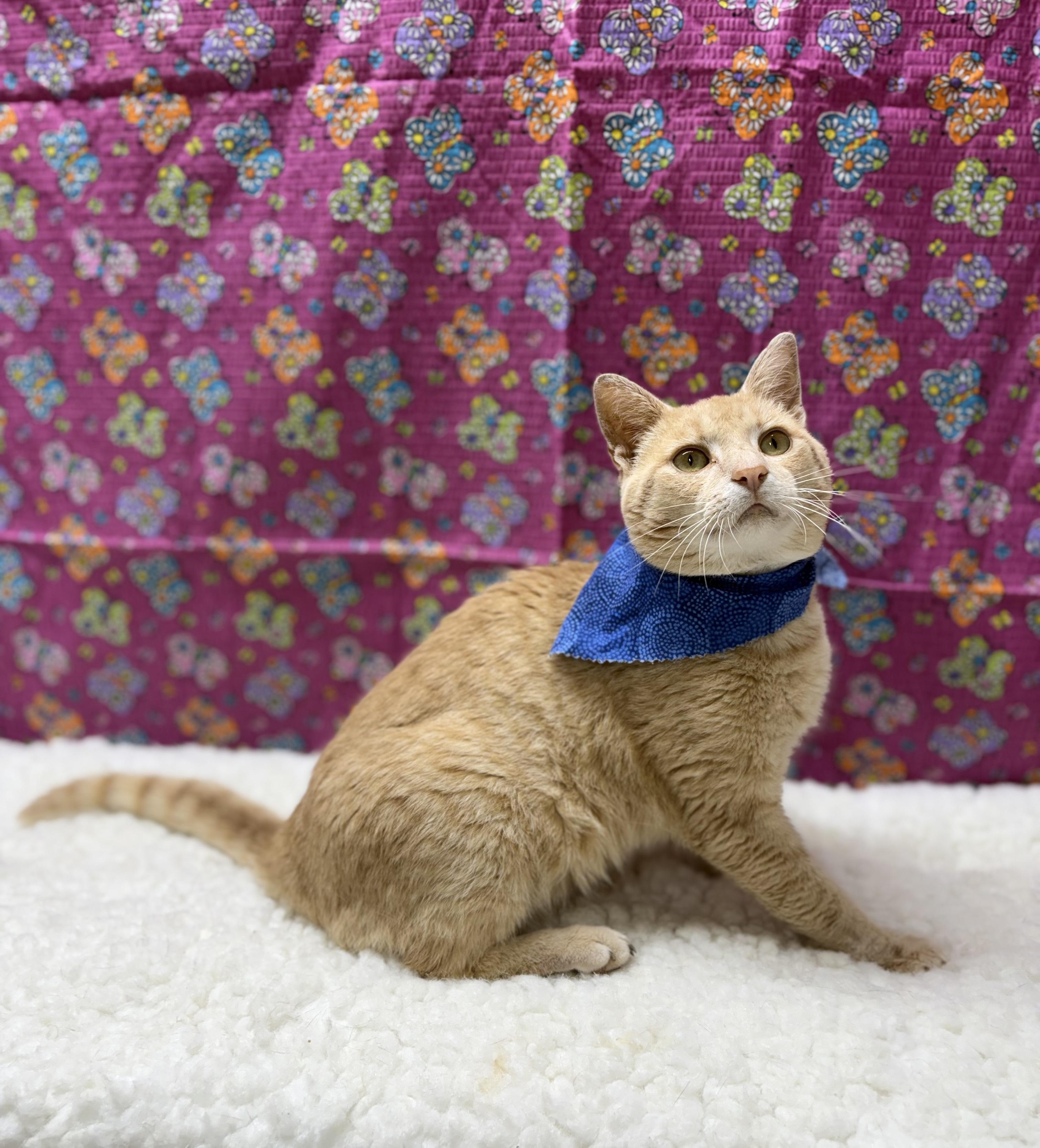 Enlarge Sunny, a Adoptable Domestic Short Hair in Upper Sandusky, OH image 4/5