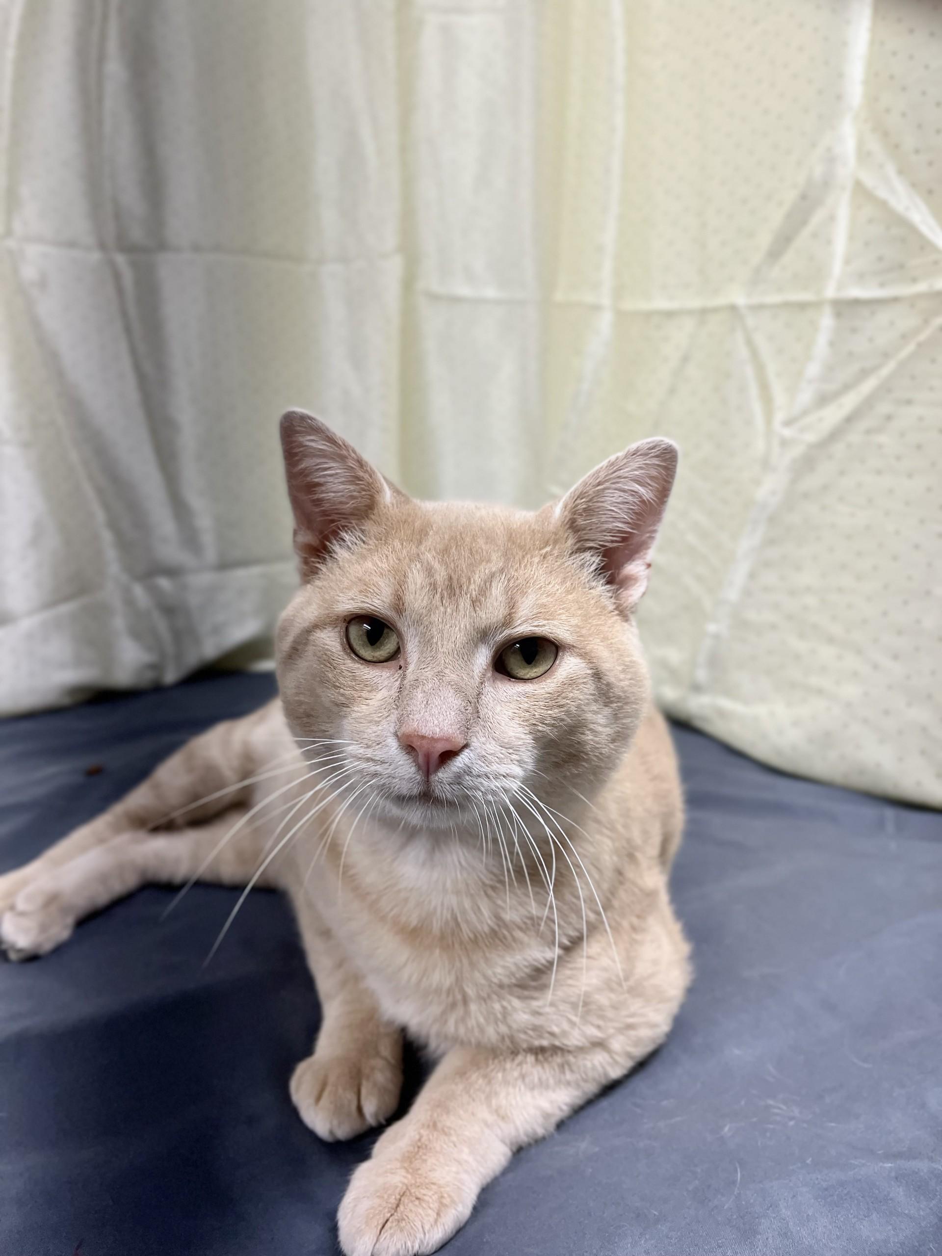Sunny, Adoptable, Adult Male Domestic Short Hair.