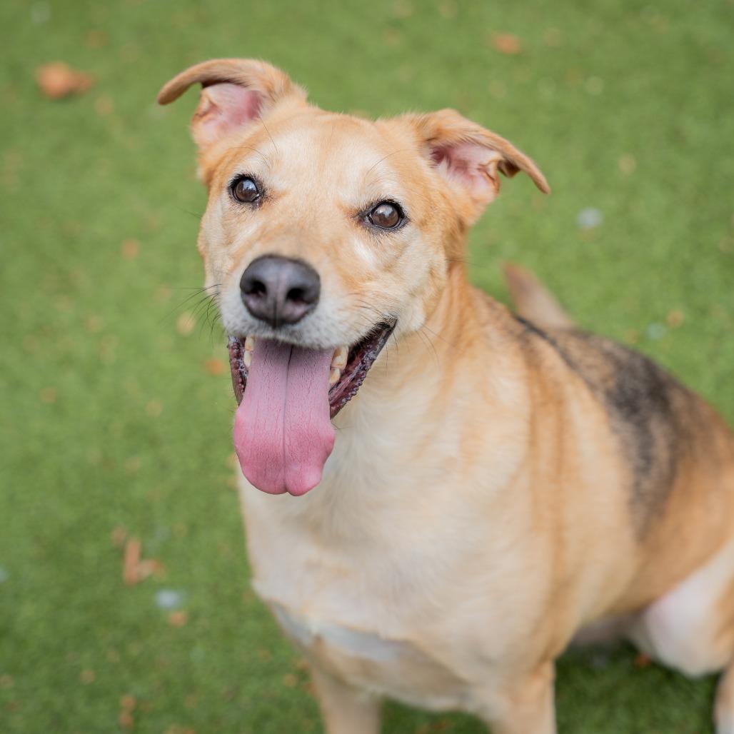 Ryker, a Adoptable mixed breed in Gainesville, GA image 1/3