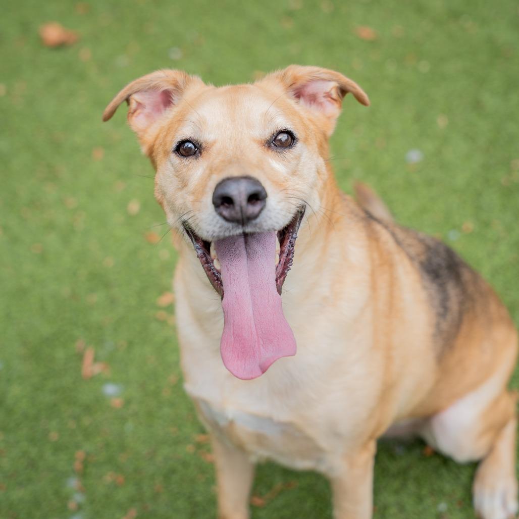 Ryker, a Adoptable mixed breed in Gainesville, GA image 2/3