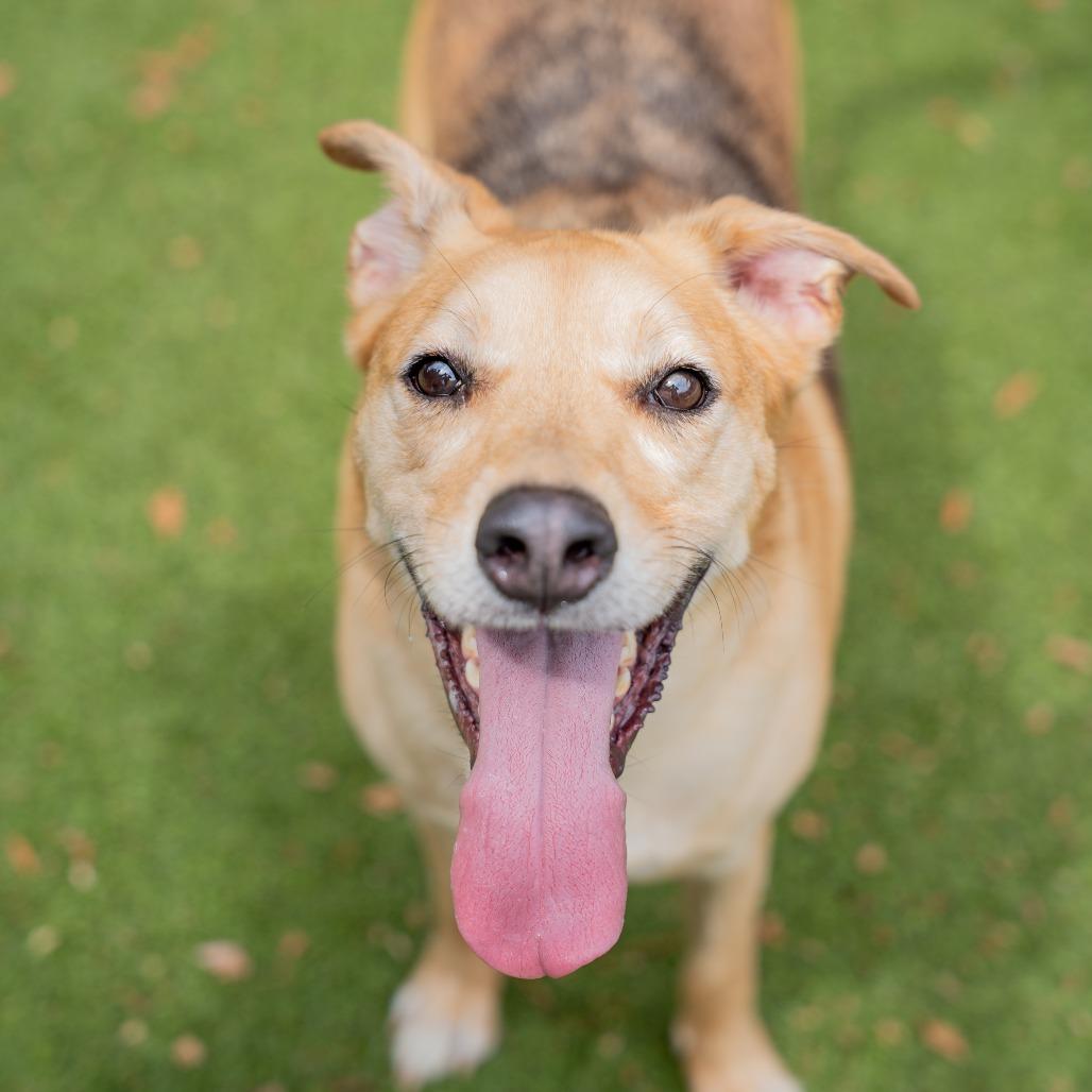 Ryker, a Adoptable mixed breed in Gainesville, GA image 3/3