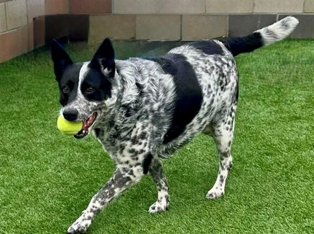 KAT, Adoptable, Adult Female Australian Cattle Dog / Blue Heeler.