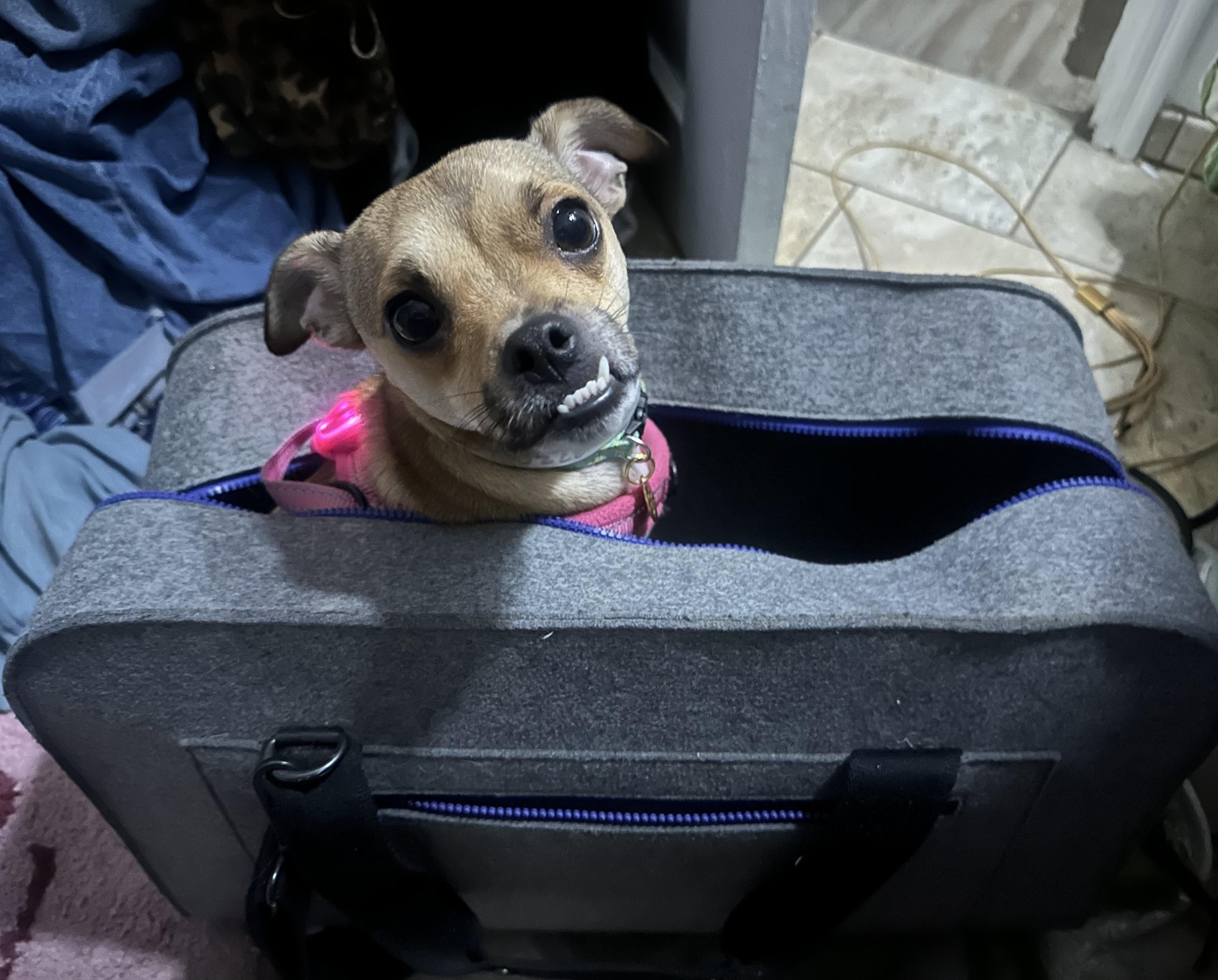 Enlarge Piper, a Adoptable mixed breed in Oakland, CA image 3/3