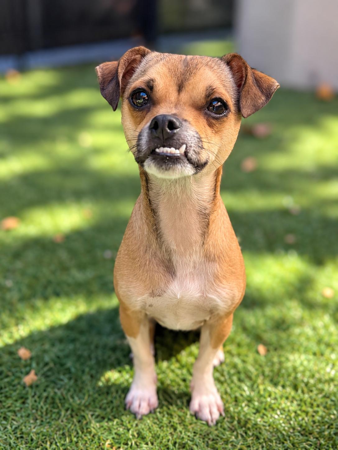 Enlarge Piper, a Adoptable mixed breed in Oakland, CA image 1/3