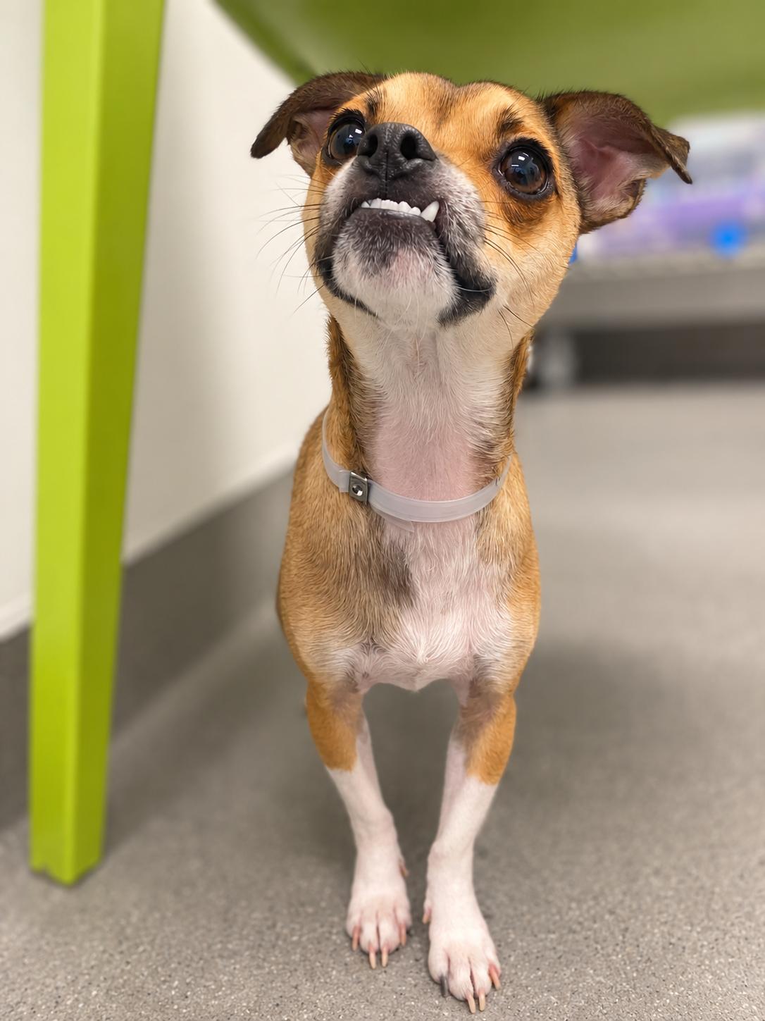 Enlarge Piper, a Adoptable mixed breed in Oakland, CA image 2/3
