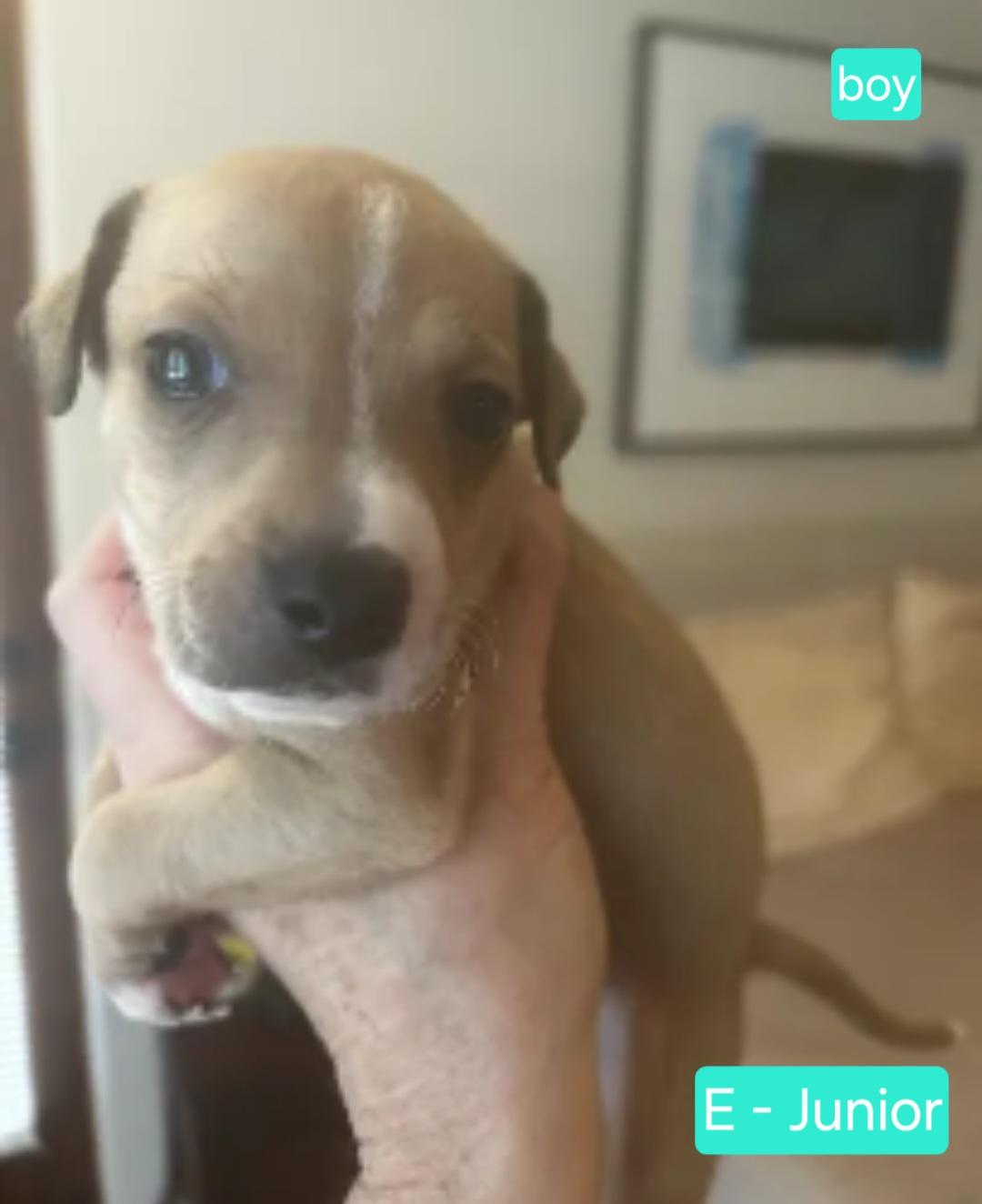 Junior, adoptable, Puppy Male Chihuahua.