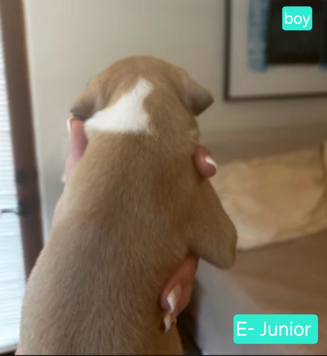Enlarge Junior, an adoptable mixed breed in Tacoma, WA image 2/2