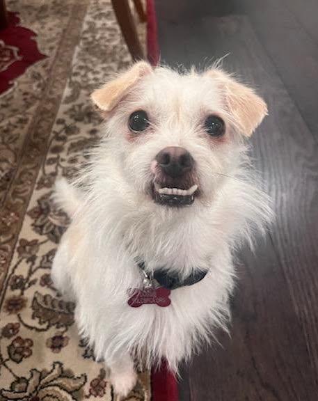 Enlarge Biscuit, a Adopted Terrier in Davis, CA image 2/3