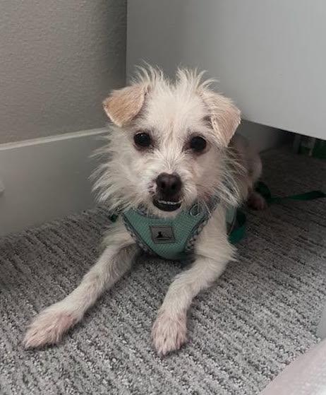 Enlarge Biscuit, a Adopted Terrier in Davis, CA image 3/3