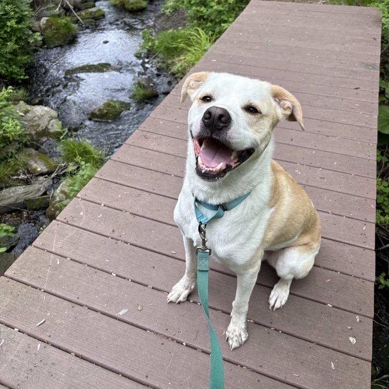 Bailey, Adoptable, Adult Male Mixed Breed.