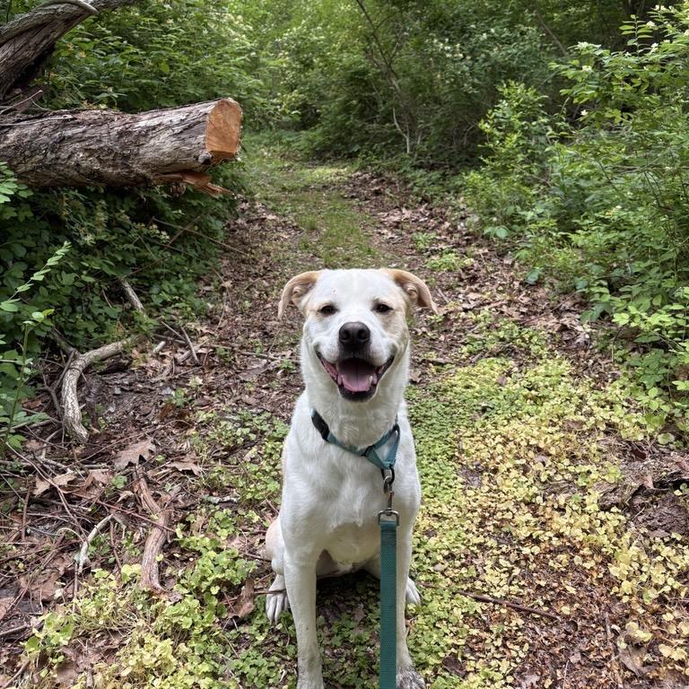 Enlarge Bailey, a Adoptable Mixed Breed in Middletown, RI image 2/5