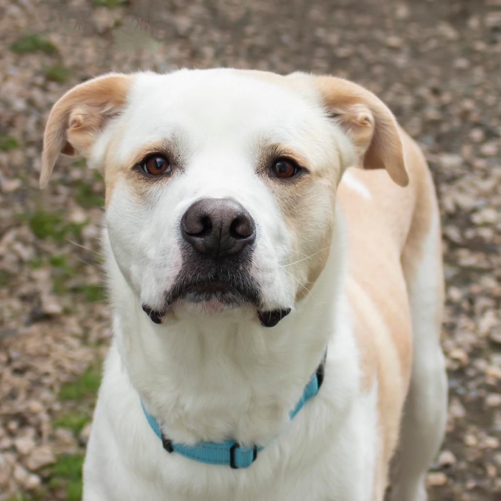 Enlarge Bailey, a Adoptable Mixed Breed in Middletown, RI image 3/5