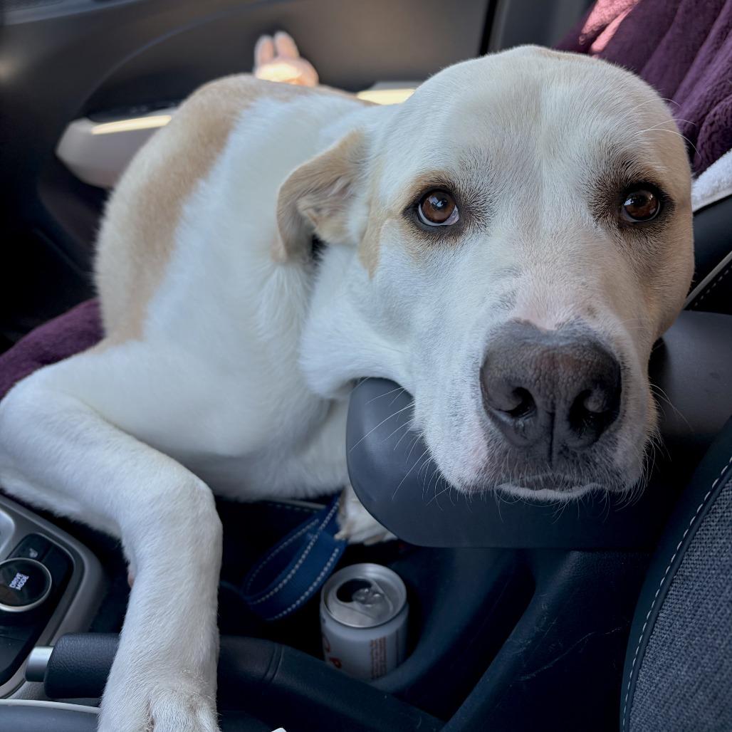 Enlarge Bailey, a Adoptable Mixed Breed in Middletown, RI image 5/5