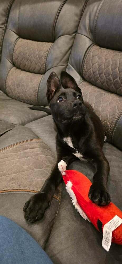 Juniper (AVAILABLE 2/16), Adoptable, Puppy Female German Shepherd Dog & Mixed Breed.