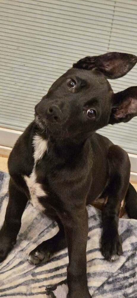 Enlarge Juniper (AVAILABLE 2/16), a Adoptable mixed breed in Leverett, MA image 4/5