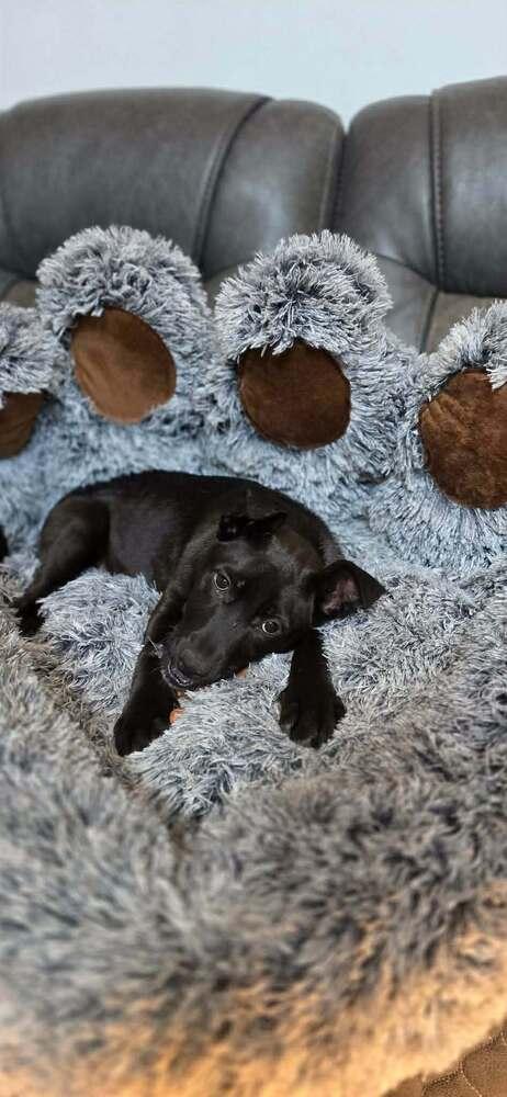 Enlarge Juniper (AVAILABLE 2/16), a Adoptable mixed breed in Leverett, MA image 5/5