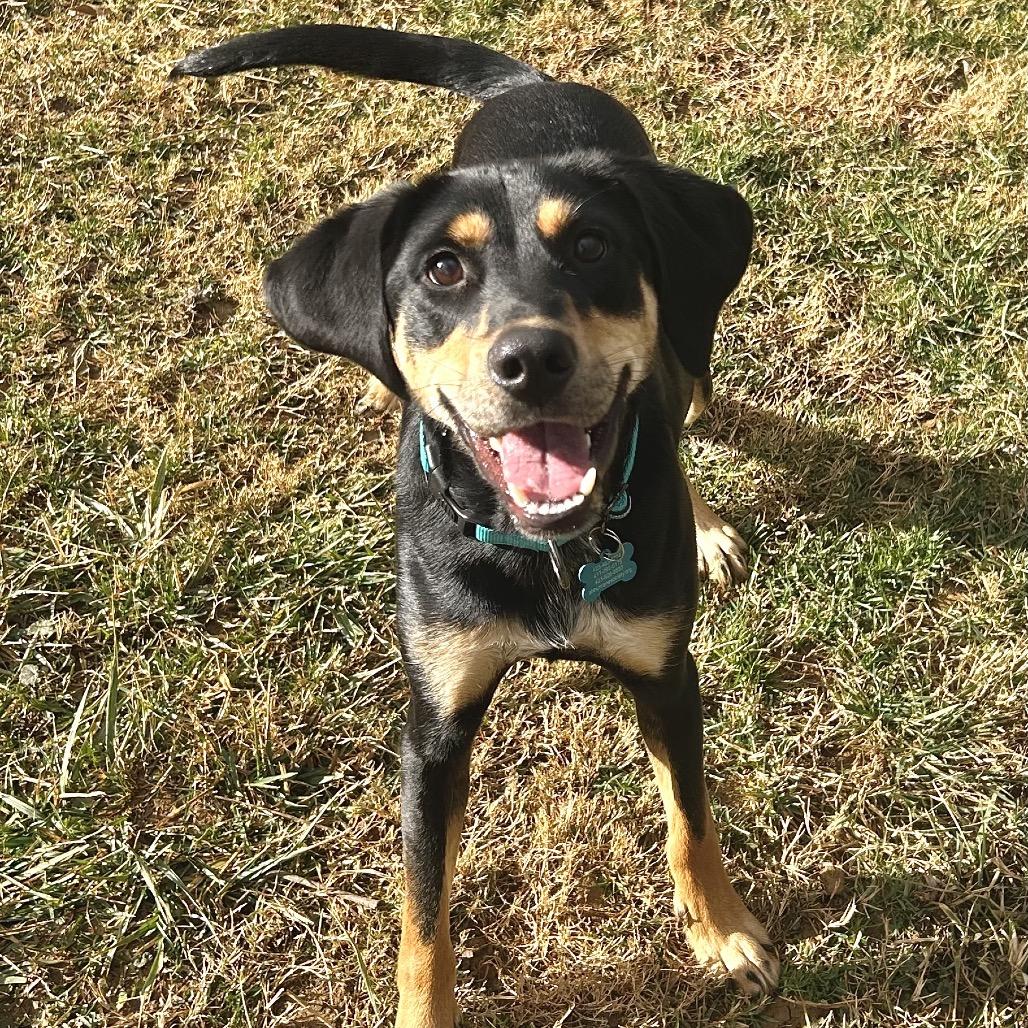 Spoon, Adoptable, Adult Male Black and Tan Coonhound.