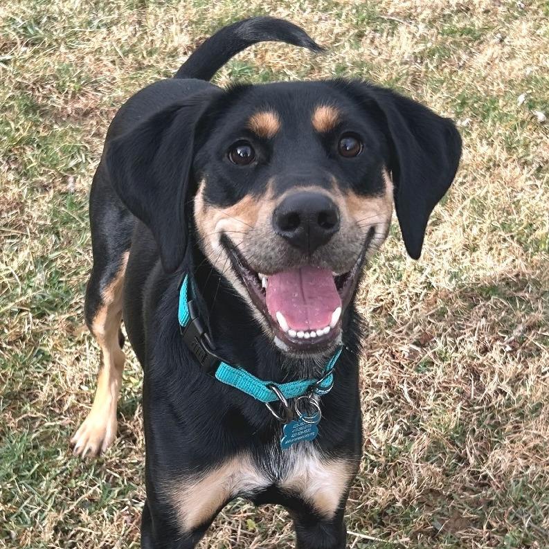 Enlarge Spoon, a Adoptable Black and Tan Coonhound in Johnson City, TN image 3/6
