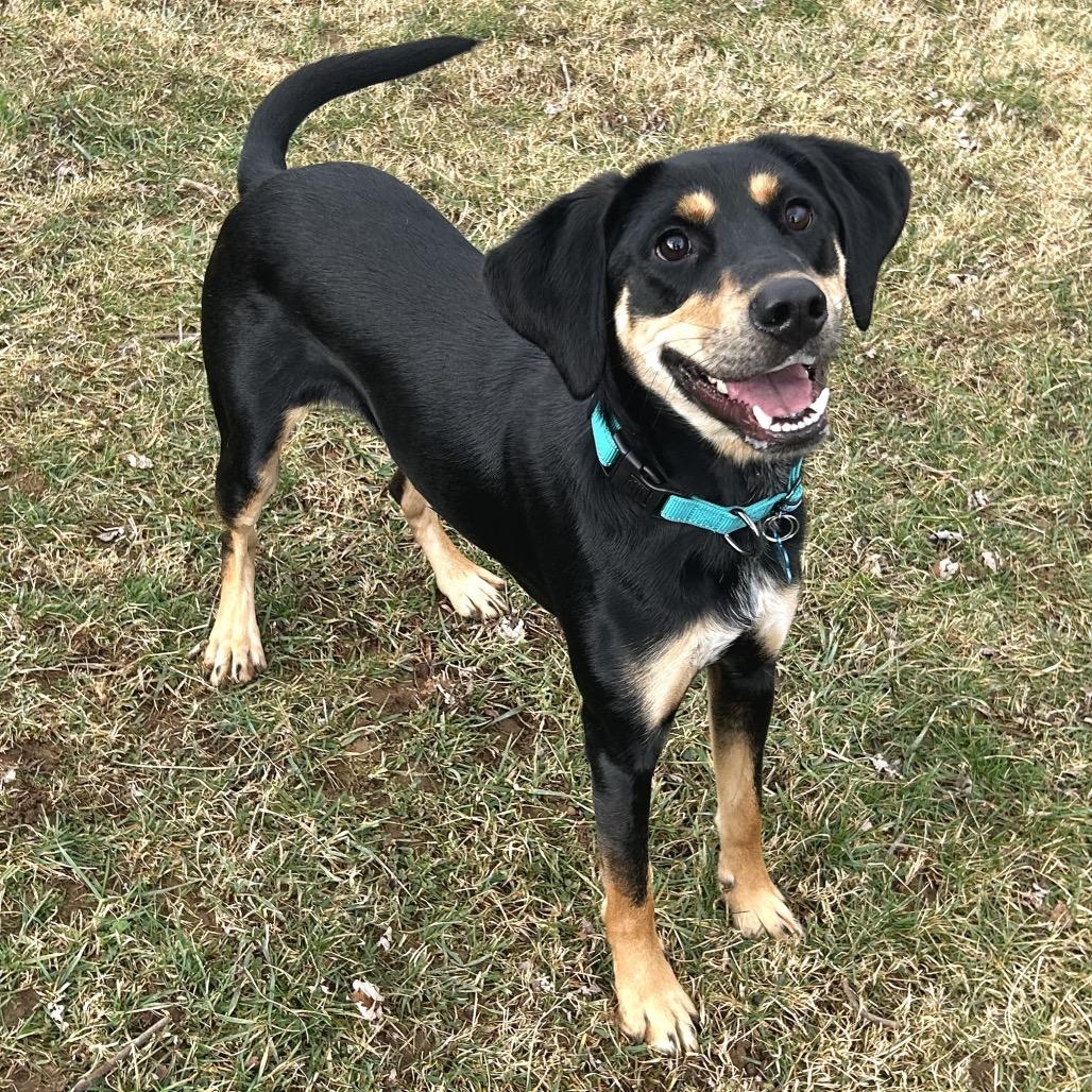 Enlarge Spoon, a Adoptable Black and Tan Coonhound in Johnson City, TN image 6/6