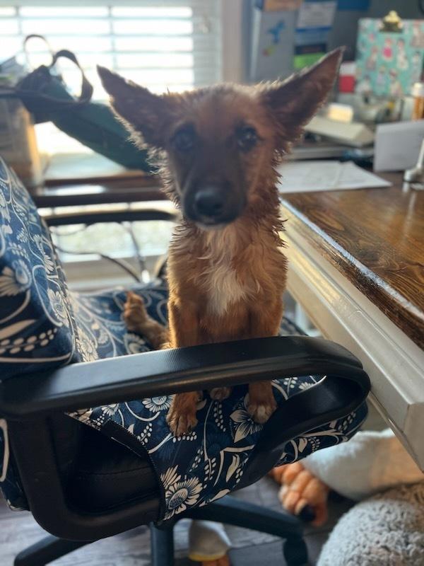 Flower, a Adoptable mixed breed in Milton, GA image 1/3