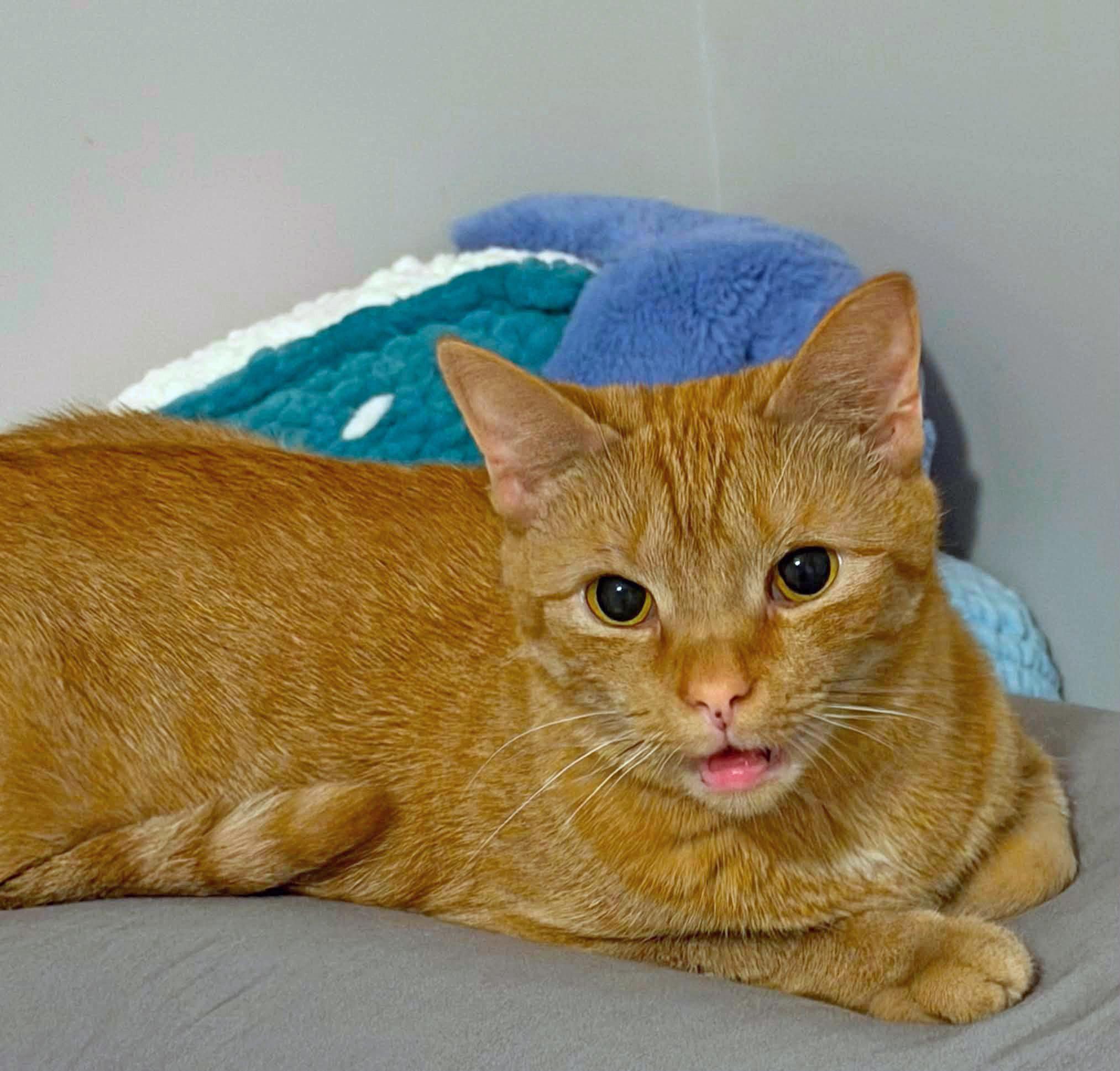 Loops, ADOPTABLE, Young Female Domestic Short Hair.