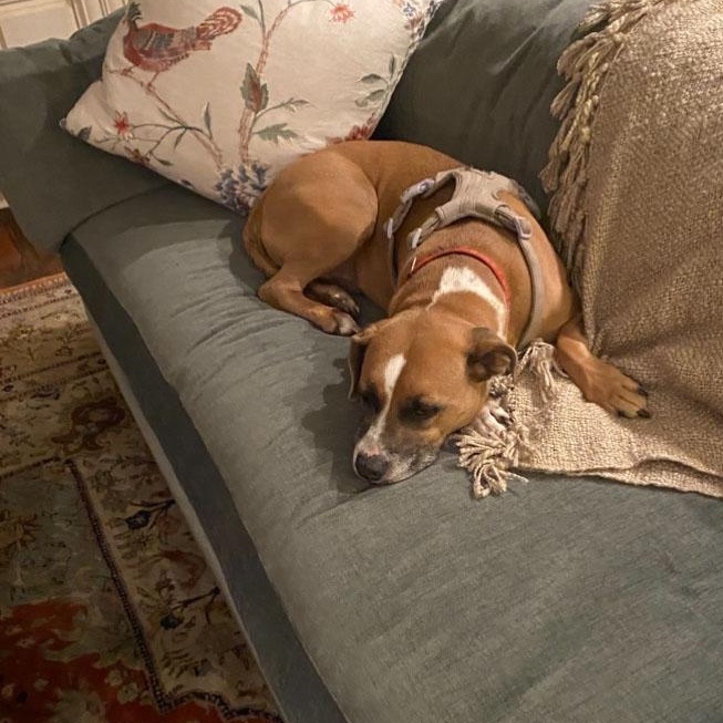 Enlarge Bailey, an adopted mixed breed in PENSACOLA, FL image 2/6