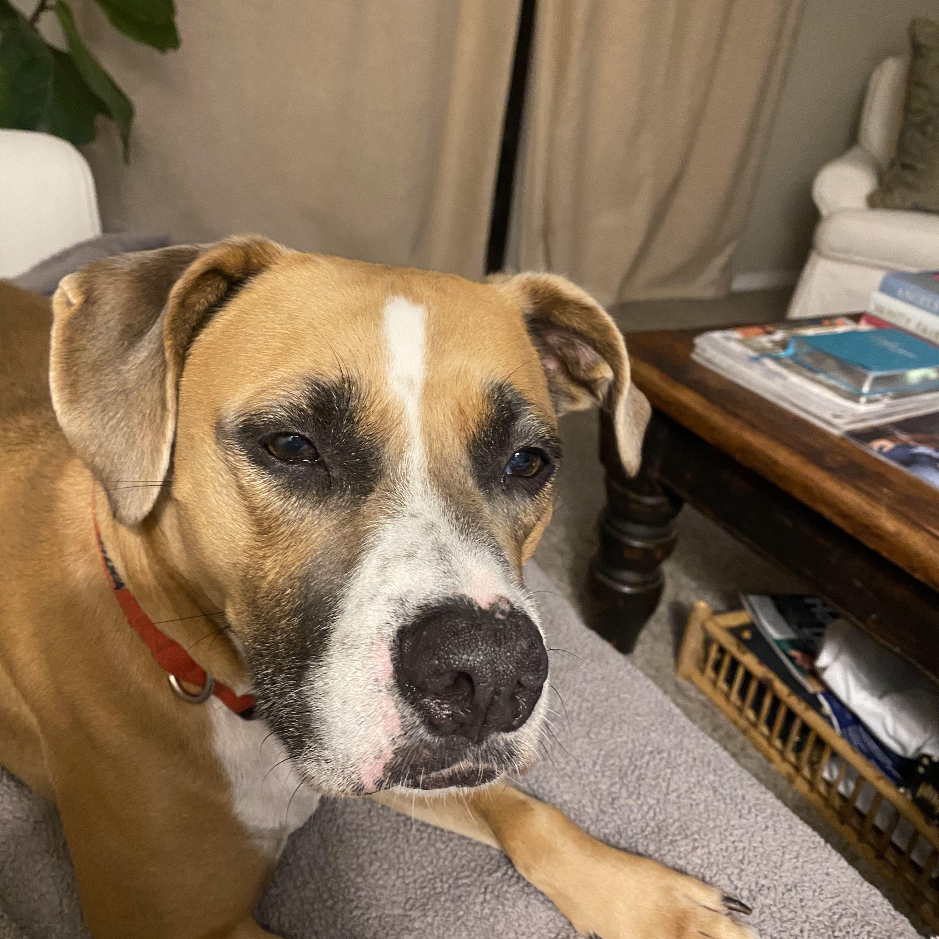 Bailey, adopted, Adult Male Boxer & German Shepherd Dog.